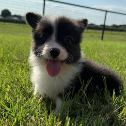 Bryce - Black and tan male American Corgi puppy in Decatur, Texas from Bar S Corgis