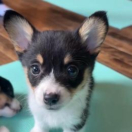 Peach - Black and tan female Pembroke Welsh Corgi puppy in Lake City, Minnesota from Lake Pepin Corgi's