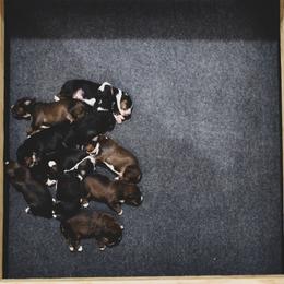 Bernedoodle puppies from KEE Bernedoodles