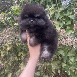 Jerry - Black and tan male Pomeranian puppy in Muskogee, Oklahoma from Wonderlust Pomeranians