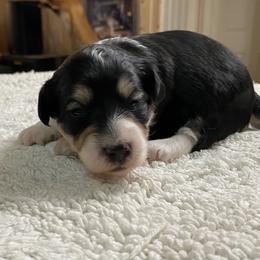 Red - Black tri-color female Aussiedoodle puppy in Spring Hill, Tennessee from Duke's Mini & Toy Australian Shepherds & Aussiedoodles