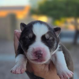 Apollo - Red and white male Siberian Husky puppy in Buckeye, Arizona from Anime Huskies