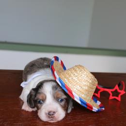Cedar - Dapple male Dachshund puppy in Pope, Mississippi from Anna’s Mini Doxies