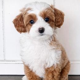 Sulley - Red  male Goldendoodle puppy in Saratoga Springs, Utah from DayDreamDoodles