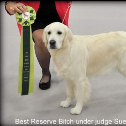 Golden Retriever Puppies from Dewbury Dream Goldens