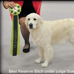 Golden Retriever Puppies from Dewbury Dream Goldens