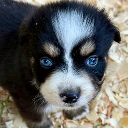 Maeve - Black tri female Miniature Australian Shepherd puppy in Patterson, North Carolina from DreamLine Aussies