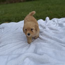 Parma - Apricot female Poodle puppy in Allentown, Pennsylvania from Poodles Are Mixy