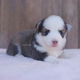 Juniper - Blue female Pomsky puppy in Boca Raton, Florida from Cardinal Point Pomskies