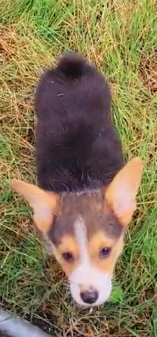 Umbreon - Black and tan male Pembroke Welsh Corgi puppy in Kingman, Kansas from Tiny Titans K9
