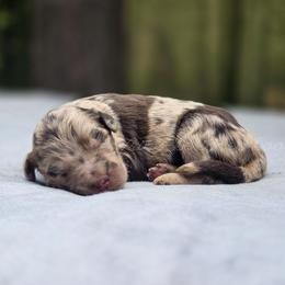 Cheyenne - Merle female Goldendoodle puppy in Centreville, Mississippi from Trin's Designer Doodles