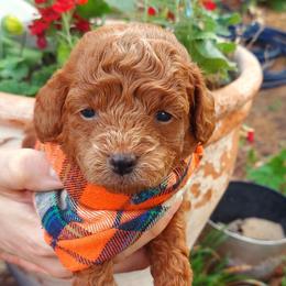 Orange - Apricot male Goldendoodle puppy in Little Rock, Arkansas from Adorable Mini Doodles LLC
