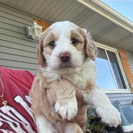 Woody - Yellow and white male Bernedoodle puppy in Lincoln, Nebraska from GRand Doodles