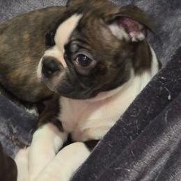 Obi Wan - Brindle and white male Boston Terrier puppy in Chickamauga, Georgia from Aiguier's Bostons