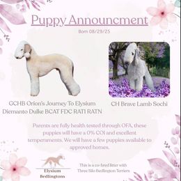 Bedlington Terrier Puppies from Three Silo Bedlington Terriers