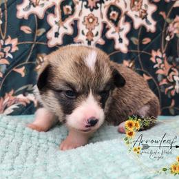 Pattie DM CLEAR - Sable female Pembroke Welsh Corgi puppy in Idaho from Arrowleaf Corgis