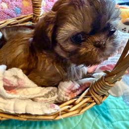 Sami - Chocolate and tan female Shih Tzu puppy in Brevard, North Carolina from House of Little Lions