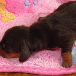 Dachshund Puppies from Hot Lil' Doggies  Dachshunds