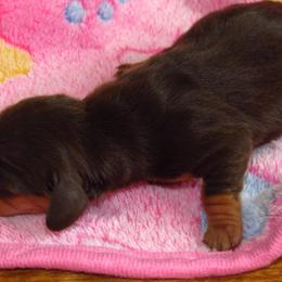 Dachshund Puppies from Hot Lil' Doggies  Dachshunds