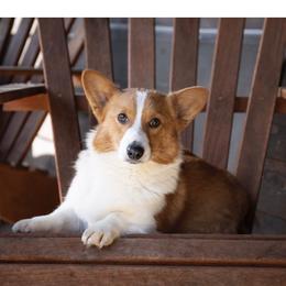 Ruby - Pembroke Welsh Corgi