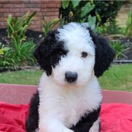 Saint Berdoodles and Sheepadoodles from Heart of Dixie Doodles