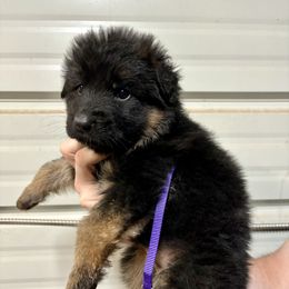 American Corgi and German Shepherd Puppies from Grace Ridge Shepherds and Corgis