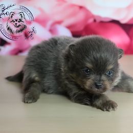 Louis Vuitton - Blue and tan male Pomeranian puppy in Fultonville, New York from Sandy Aussies & Pomeranians