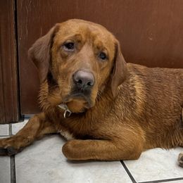 Bodhi - Labrador Retriever