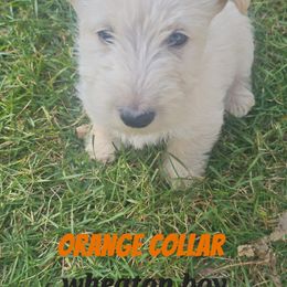 Orange collar - Wheaten male Scottish Terrier puppy in Oakley, Michigan from Kassie Lindsay