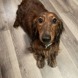 Brynn - Dachshund
