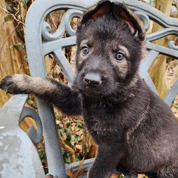 Cowboy - Sable male German Shepherd puppy in Harwood, Maryland from Reddington Shepherds