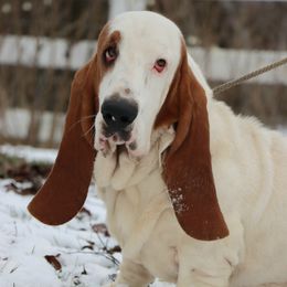 Benni - Basset Hound