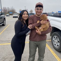 Golden Retriever Puppies from Red MAX Golden Retrievers