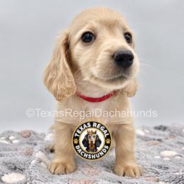 Parker - 3500 - Cream male Dachshund puppy in Houston, Texas from Texas Regal Dachshunds LLC