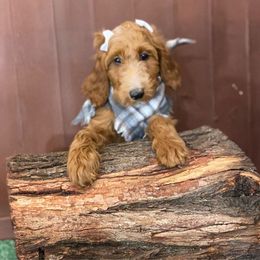 Dark pink - Goldendoodle puppy from Cisneros Goldendoodles