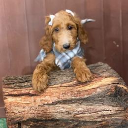 Dark pink - Goldendoodle puppy from Cisneros Goldendoodles