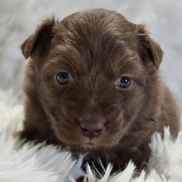 PS.RTF2 - Red tri female Miniature Australian Shepherd puppy in Deer Lodge, Tennessee from KSH Aussie Haven