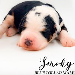 Smoky - Tri-color male Bernedoodle puppy in Tipton, Indiana from Country Creek Doodles