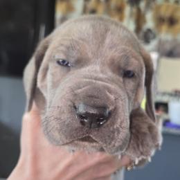 Brisket - Brindle male Great Dane puppy in Albany, Oregon from Red Cloud Australian Shepherds and DeGray Great Danes & Bulldogs