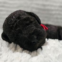 Ryu - Blue female Bedlington Terrier puppy in Rincon, Georgia from Prismic Bedlington Terriers