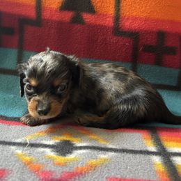 Luke - Dapple male Dachshund puppy in Rudy, Arkansas from Louis' Litters