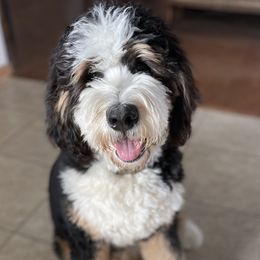 Gus - Bernedoodle