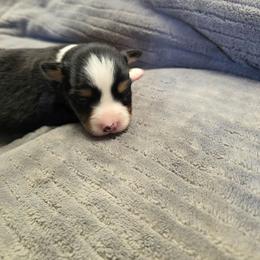 Jacie - on hold - Black tri female Miniature American Shepherd puppy in Leonard, Texas from Tin Roof Aussies