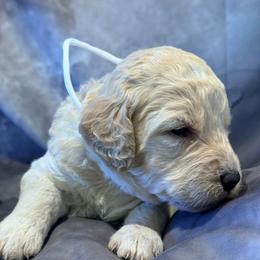 Muzick - Cream female Goldendoodle puppy in Houston, Texas from Were The Mack'Doodles