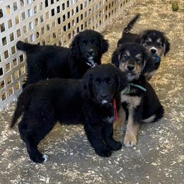 Black and White Male - male Golden Mountain Dog puppy in Tacoma, Washington from Canyon Meadows Farm