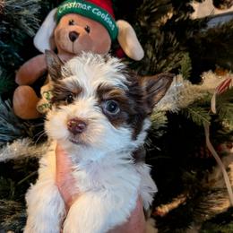 Rudolph - Chocolate, tan and white male Yorkshire Terrier puppy in Gatesville, Texas from KontryKritterz Yorkies
