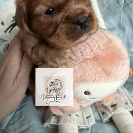 Cavalier King Charles Spaniel and Cavapoo Puppies from Unicorn Tears and Cavaliers
