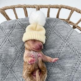 Boots - Apricot male Goldendoodle puppy in Jamestown, Kentucky from Milk & Honey Doodles