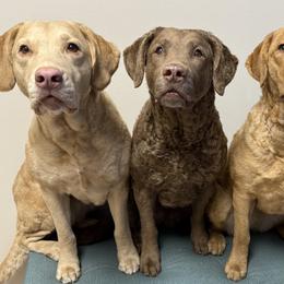 Chesapeake Bay Retrievers from Pine Isle Chesapeakes