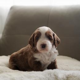 River - Red  female Goldendoodle puppy in Vancouver, Washington from Blissful Doodles
